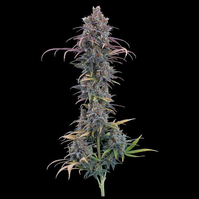Cinderella Purple Feminisiert Saatgut-BGS-CIPU-FEM
