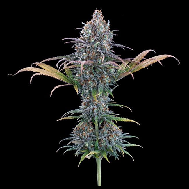 Cinderella Purple Feminisiert Saatgut-BGS-CIPU-FEM