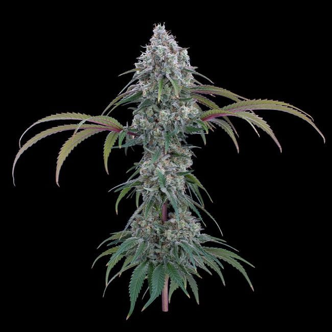 Ocifer Feminised Seeds-BGS-OCIF-FEM