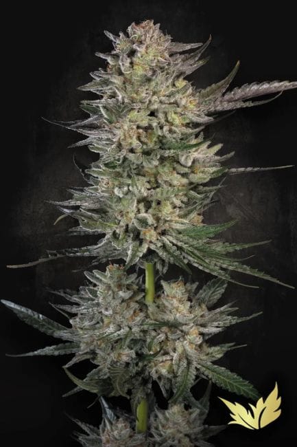 Candy Breath Feminised Seeds-PARA-CABR-FEM