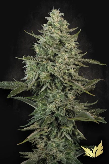 Mendo Creme Féminisée Semences-PARA-MECR-FEM