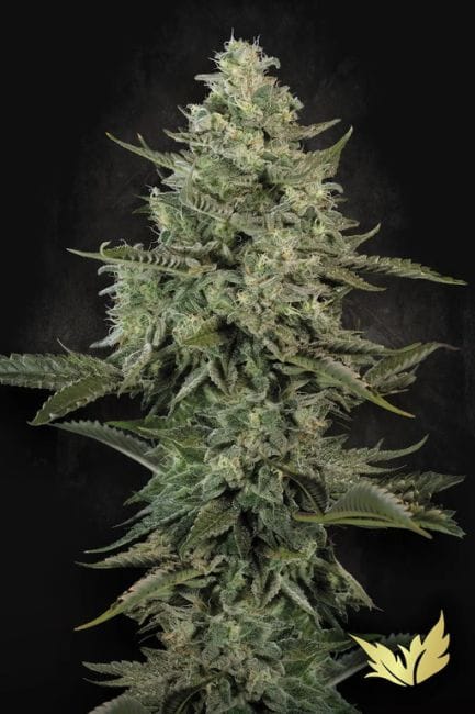 Mendo Creme Feminisiert Saatgut-PARA-MECR-FEM