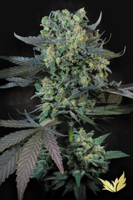 Momo Feminised Seeds-PARA-MOMO-FEM
