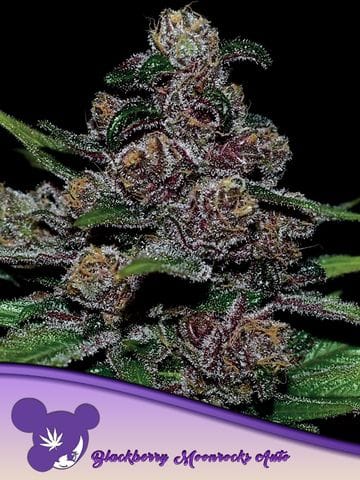 Blackberry Moonrocks Auto Feminized Seeds-ANES-BLMO-AUTO-FEM