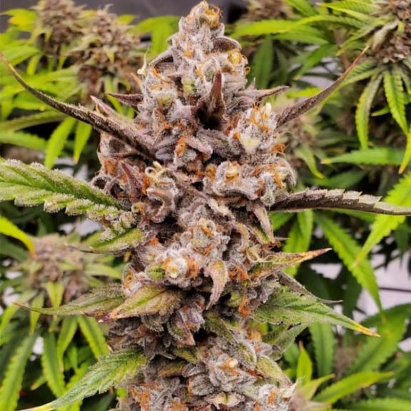 Queen's Banner Auto Feminized Seeds-NOWL-QUBA-AUTO-FEM