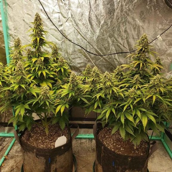 Dog Whistle Auto Feminized Seeds-NOWL-DOWH-AUTO-FEM