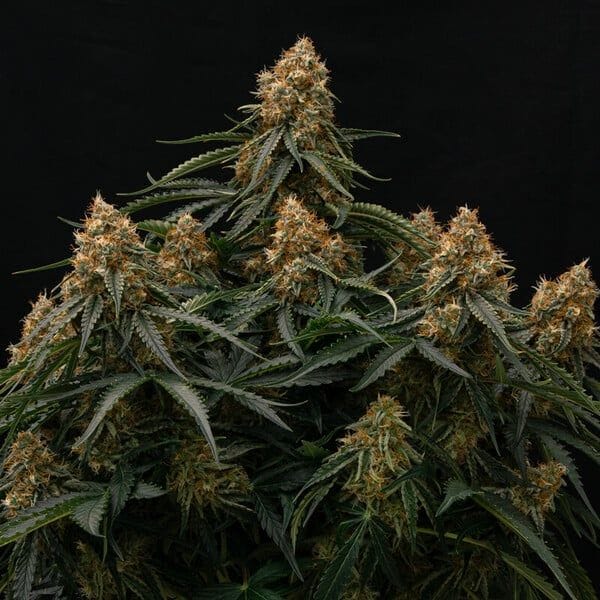 Gaia F1 Auto Feminised Seeds-RQS-GAIF1-AUTO-FEM