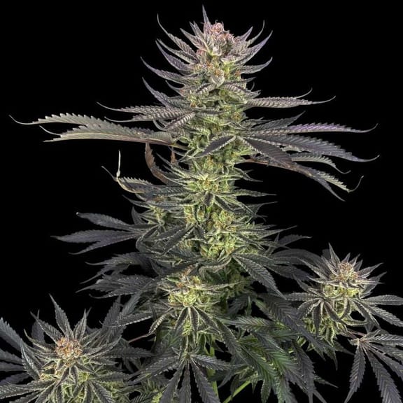 Blue Cookies Clones-SMAN-CL-BLCO-FEM