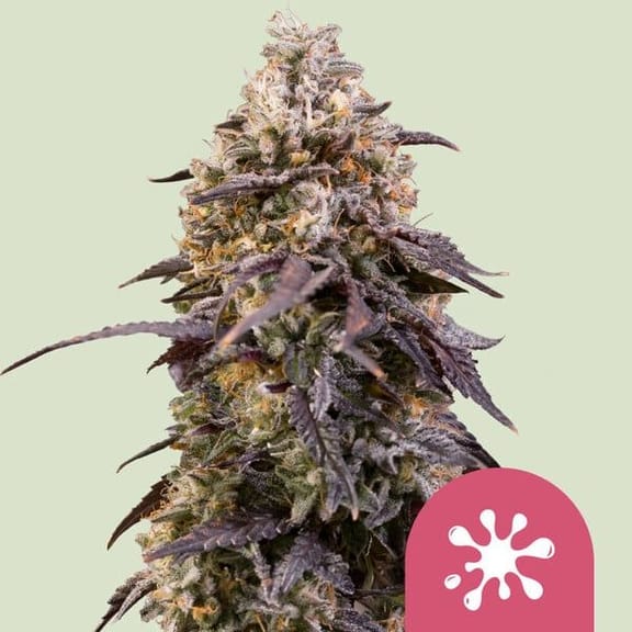 Sticky Queen Feminised Seeds-RQS-STQU-FEM