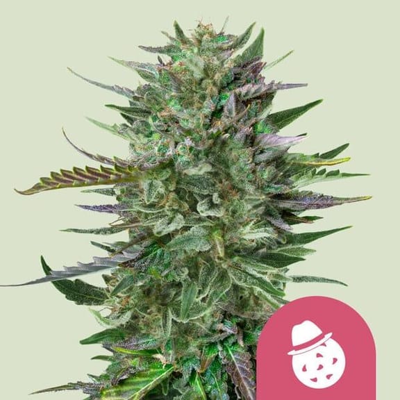 Do-Si-Dos Seeds-RQS-DOSD-FEM