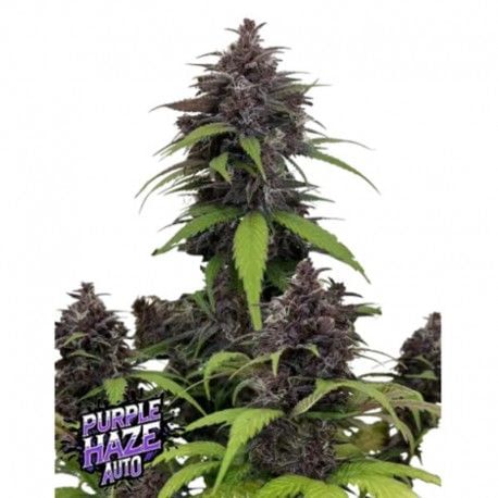 Purple Haze Auto Féminisée Semences-FB-PUHA-AUTO-FEM