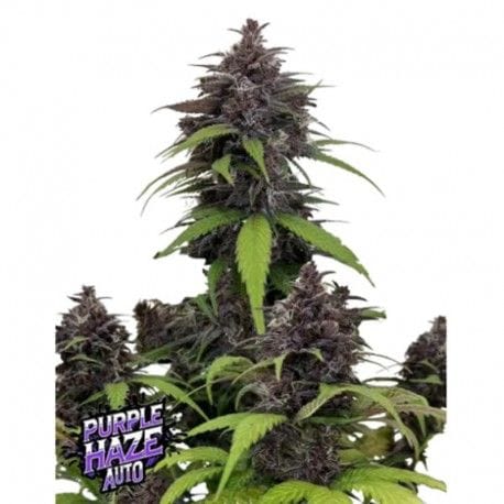 Purple Haze Auto Feminised Seeds-FB-PUHA-AUTO-FEM