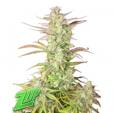 Z-Up Auto Feminised Seeds-FB-ZUP-AUTO-FEM