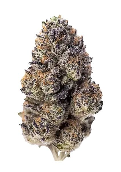 Papaya Sherbet Feminised Seeds-FB-PASH-FEM