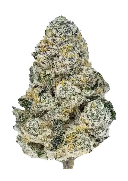 Lemonpaya Feminised Seeds-FB-LEMO-FEM