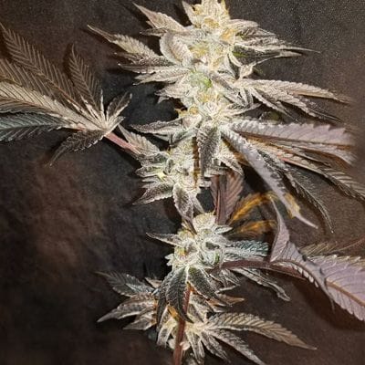 33rd Degree Feminized Seeds-IHG-33DE-FEM
