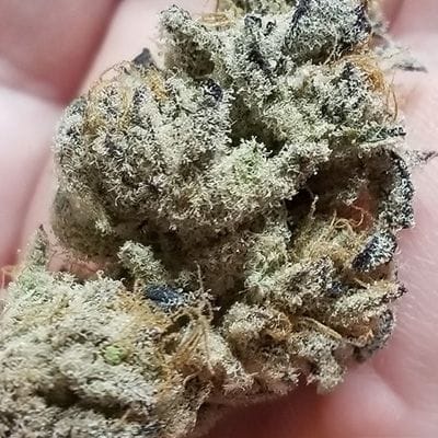 Banana Cake Feminised Seeds-IHG-BACA-FEM