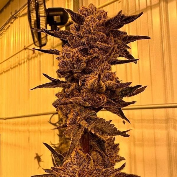 Black Cherry Flambe Féminisée Semences-IHG-BLCF-FEM