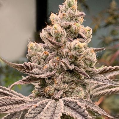 Frozen Grapes Feminised Seeds-IHG-FRGR-FEM