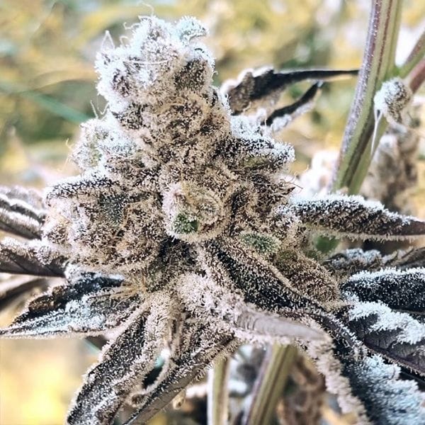 Masterpiece Feminised Seeds-IHG-MAST-FEM