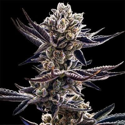 Platinum Kush Breath Feminised Seeds-IHG-PLKB-FEM
