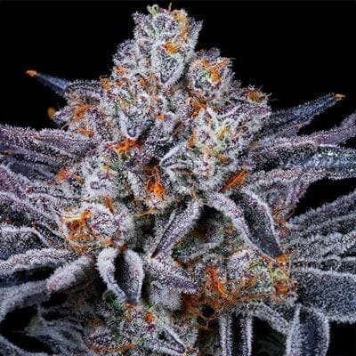 Platinum Kush Breath Feminised Seeds-IHG-PLKB-FEM