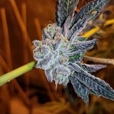 Platinum Purple Candy Feminized Seeds-IHG-PLPC-FEM