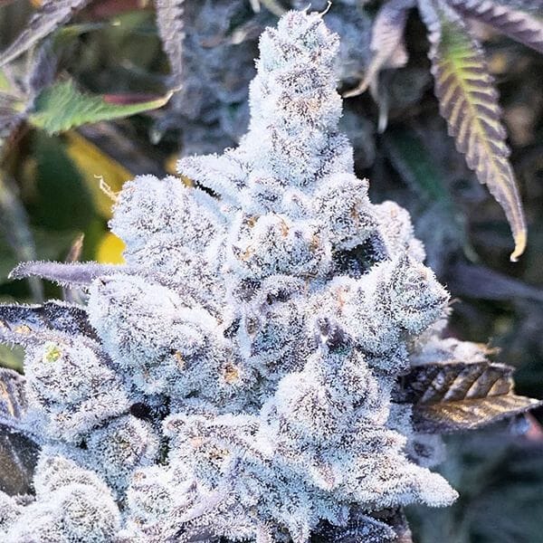 Slurricane #7 S1 Feminisiert Saatgut-IHG-SL7S1-FEM