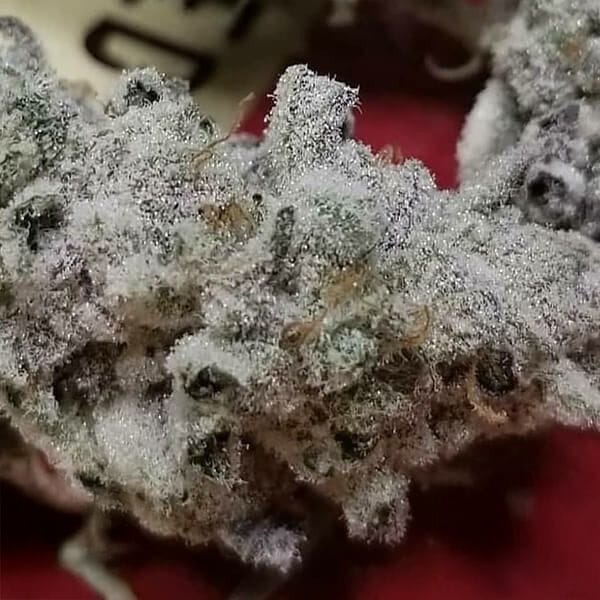 Slurricane #7 S1 Feminised Seeds-IHG-SL7S1-FEM