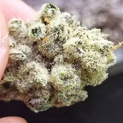 Slurricane IX Feminisiert Saatgut-IHG-SLIX-FEM