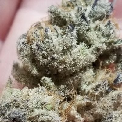 Tacky Glue Feminisiert Saatgut-IHG-TAGL-FEM