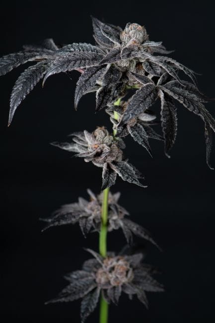 Inked Up Cherries Feminized Seeds-LV8-INUC-FEM