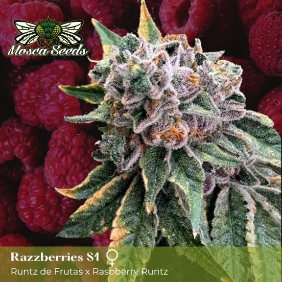 Mosca's Razzberries S1 Feminised Seeds-MOSCA-MORAS1-FEM