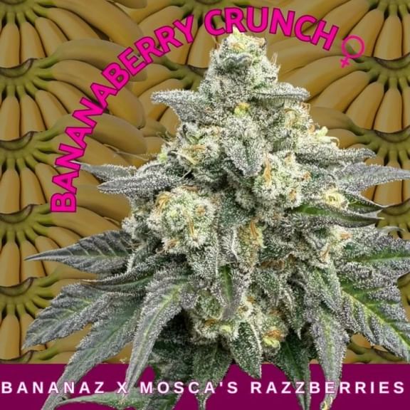 BananaBerry Crunch Feminised Seeds-MOSCA-BACR-FEM