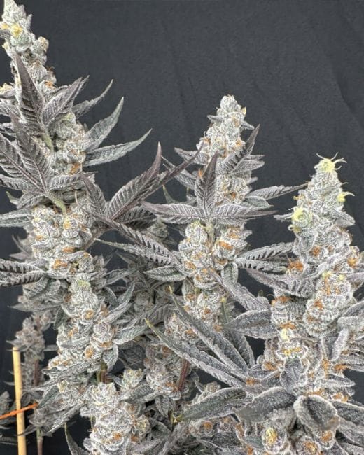 Diamond Daggers Feminized Seeds-SOL-DIDA-FEM