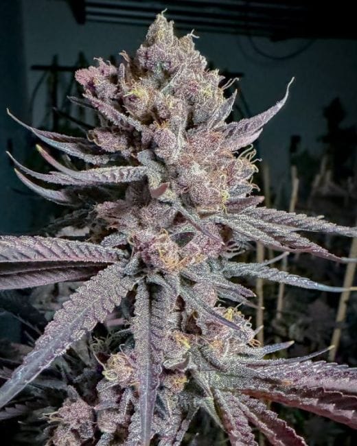 Ripe феминизирани семена-SOL-RIPE-FEM