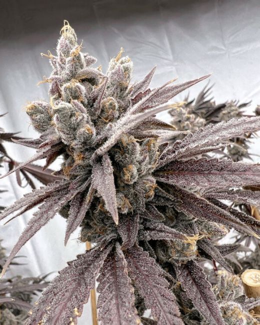 Shot Caller Feminised Seeds-SOL-SHCA-FEM