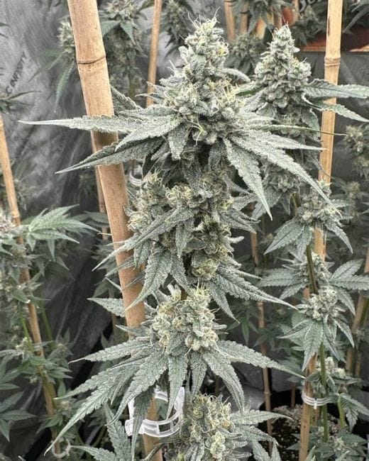 Sundae Supper Feminised Seeds-SOL-SUSU-FEM