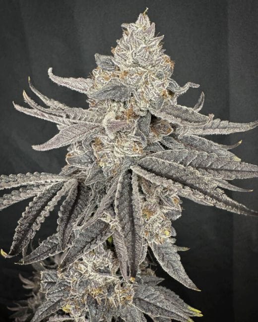Yacht Party Feminized Seeds-SOL-YAPA-FEM
