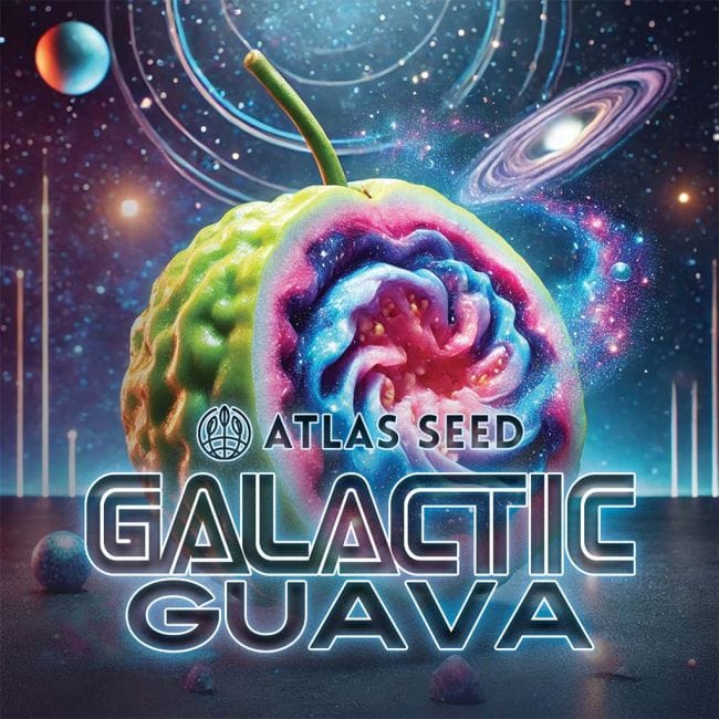 Galactic Guava Fast Feminized Seeds-ATL-GAGU-FAST-FEM