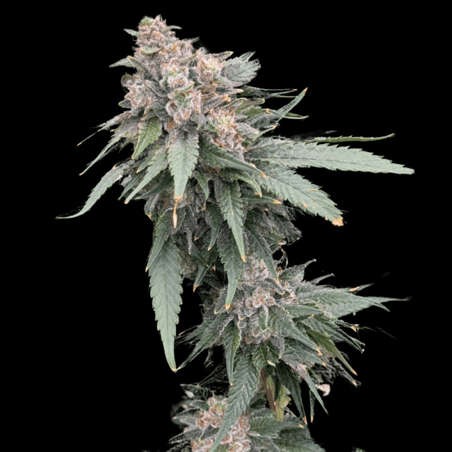 Galactic Guava Fast Feminized Seeds-ATL-GAGU-FAST-FEM