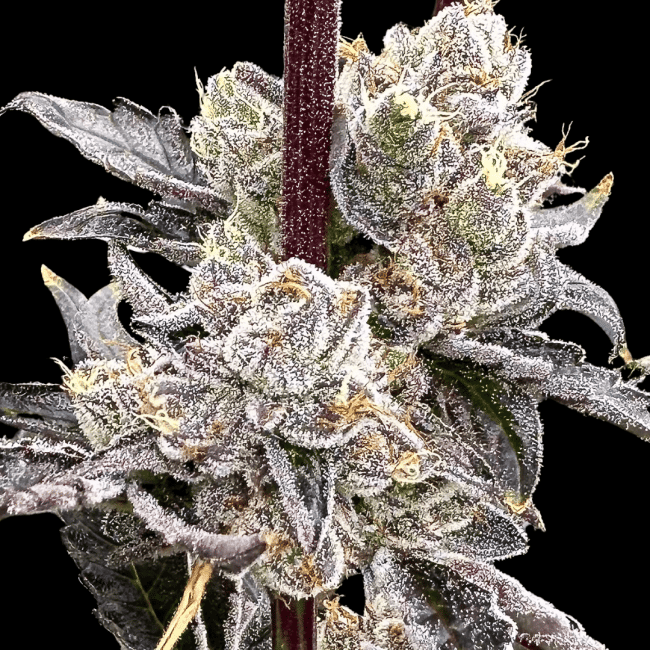 Dry Erase Marker Feminized Seeds-ATL-DREM-FEM