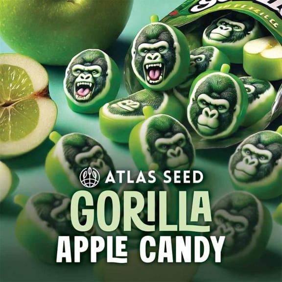 Gorilla Apple Candy Feminized Seeds -ATL-GOAC-FEM