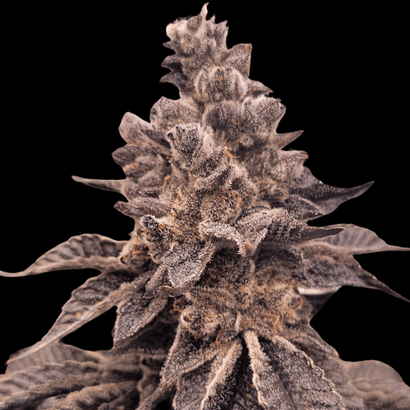 Gorilla Apple Candy Feminized Seeds -ATL-GOAC-FEM