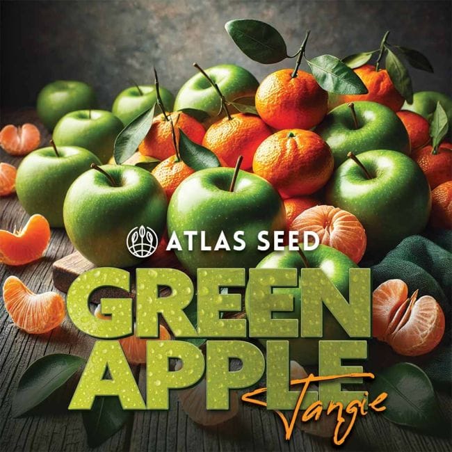 Green Apple Tangie Feminized Seeds-ATL-GRAT-FEM