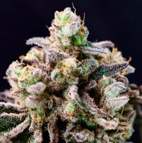 Green Apple Tangie Feminized Seeds-ATL-GRAT-FEM