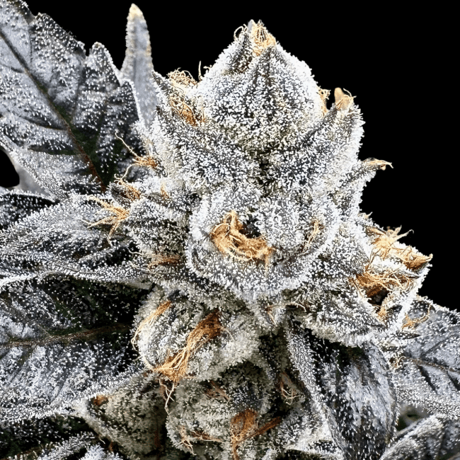 Platinum Lemon Cherry Gelato Feminized Seeds-ATL-PLCG-FEM