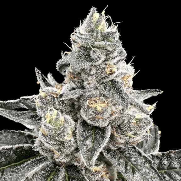 Platinum Runtz Feminized Seeds-ATL-PLRU-FEM