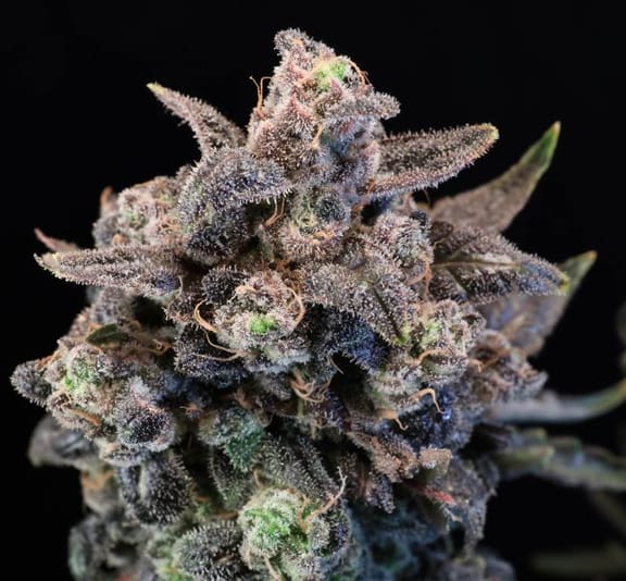 Unicorn Glitter Feminized Seeds-ATL-UNGL-FEM