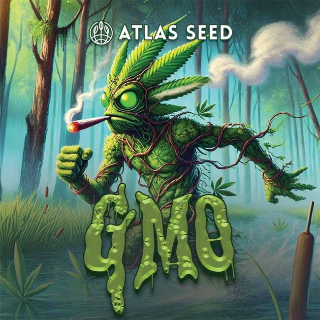 GMO Auto феминизирани семена-ATL-GMO-AUTO-FEM